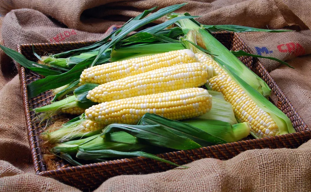 [CN371A] WCS Corn - Solstice F1 (A packet)