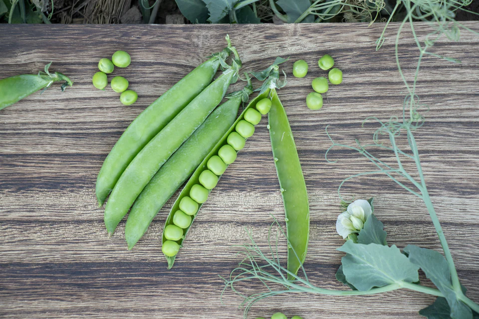 [PE593B] WCS Peas - PLS 595 Organic