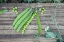 WCS Peas - PLS 595 Organic