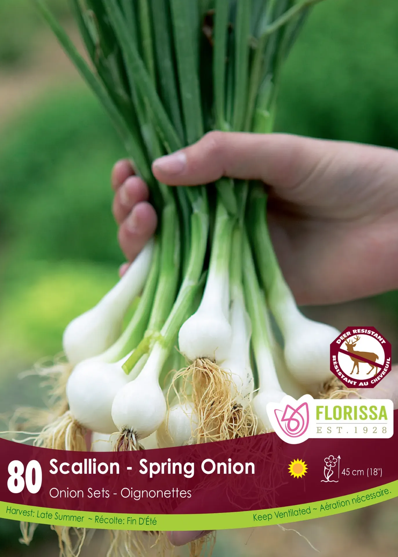 [340-226-01] Florissa - Onion Set (Green Scallions)