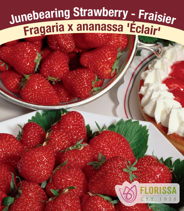 [338-166-03] Florissa - STRAWBERRY Eclair Pkg. 25