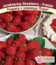 Florissa - STRAWBERRY Eclair Pkg. 25