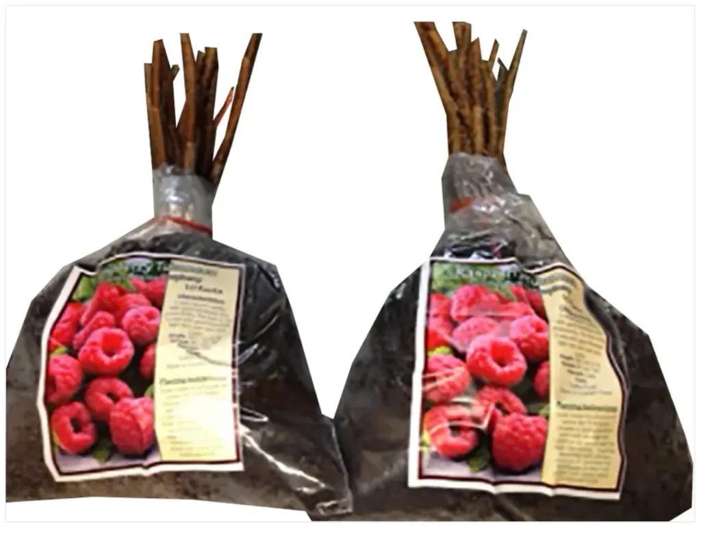 [338-240-09] Florissa - RASPBERRY Everbearing Bag of 5