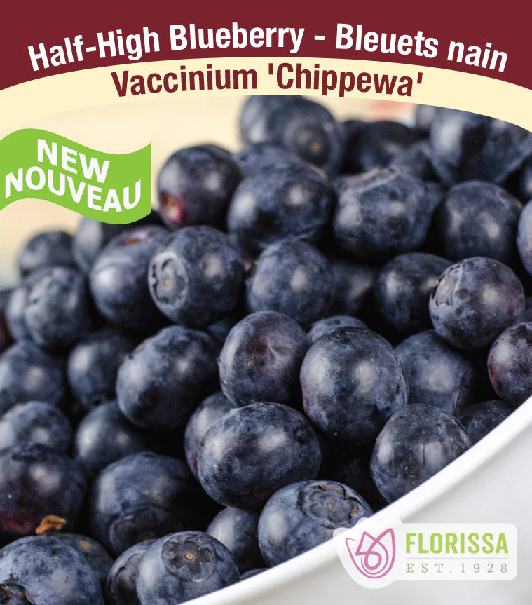 [338-338-01] Florissa - BLUEBERRY Chippewa Pot