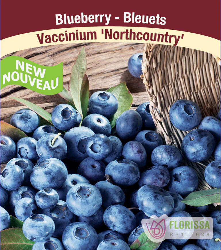 [338-336-01] Florissa - BLUEBERRY Northcountry Pot
