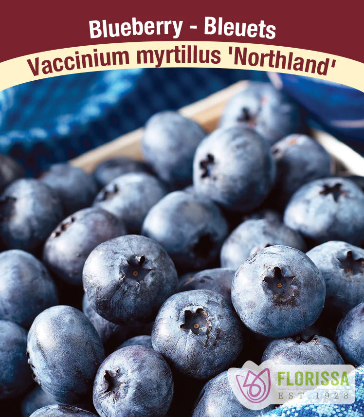 Florissa - BLUEBERRY Northland Pot