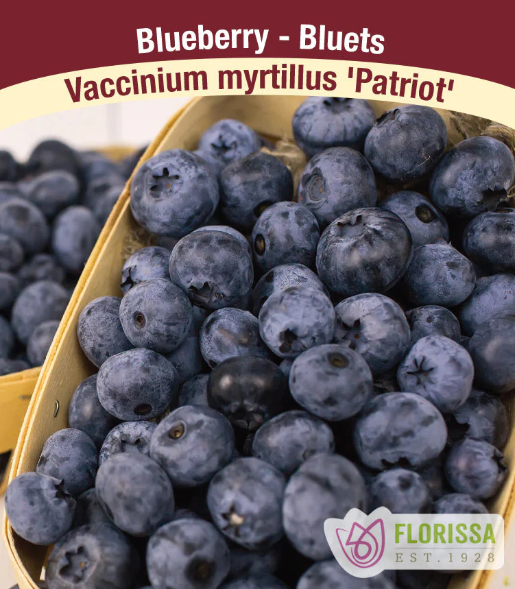 Florissa - BLUEBERRY Patriot Pot