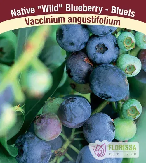 Florissa - BLUEBERRY Wild Angustifolium (Pot)