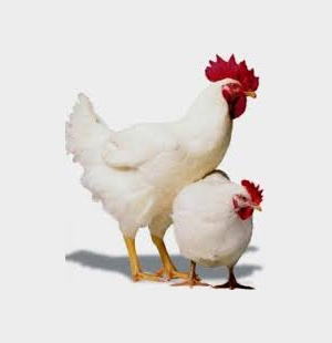 Miller Hatcheries- Cornish Giant Broiler Chicks