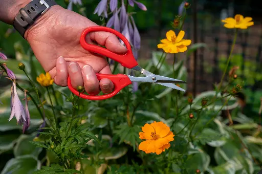 [21426] Pinebush Garden Scissors (Red)