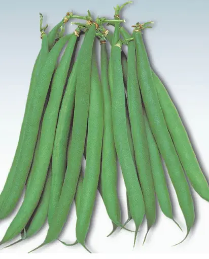 [BN118A] WCS Bean (Bush) - Masai 
