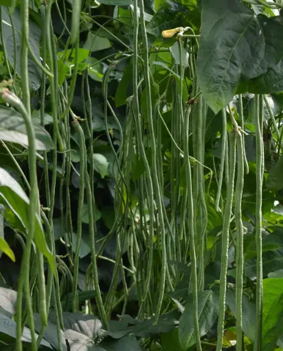 [BN123A] WCS Bean (Asparagus) - Noodle King