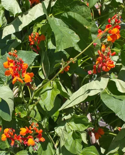 [BN127A] WCS Bean (Pole/Runner)- Scarlet Emperor