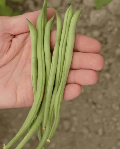 [BN137B] WCS Bean (Bush) - Maxibel Filet (200 seeds)