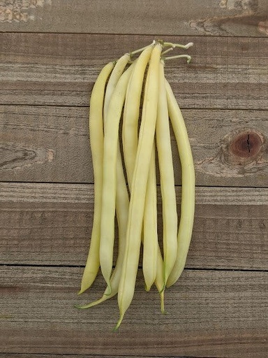 [BN148A] WCS Bean (Bush) - Gold Rush Certified Organic