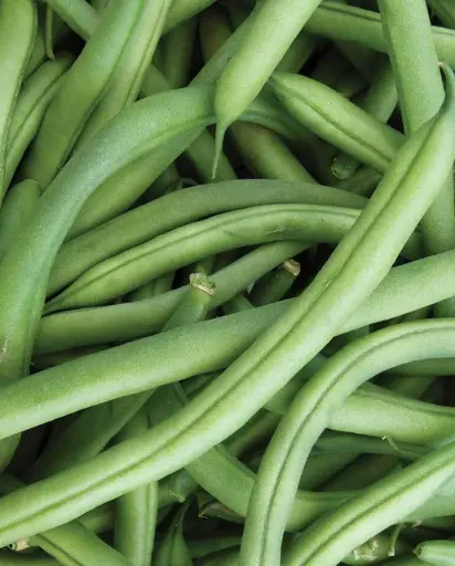 [BN168A] WCS Bean (Bush) - Ferrari