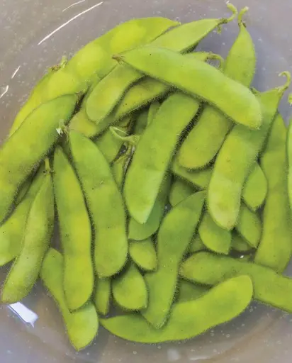 [BN174A] WCS Bean - Tohya Edamame