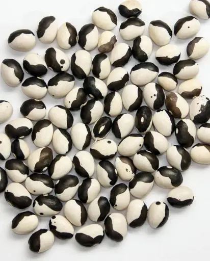 [BN176A] WCS Bean (Drying) - Calypso