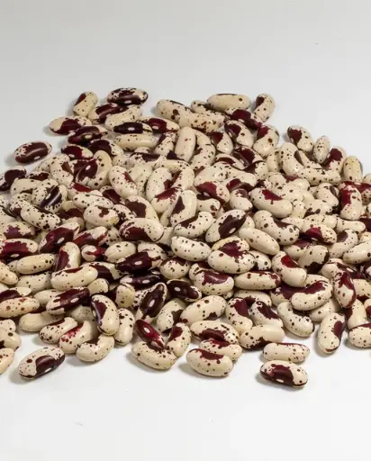 [BN205A] WCS Bean (Drying) - Jacob's Cattle Bean Organic