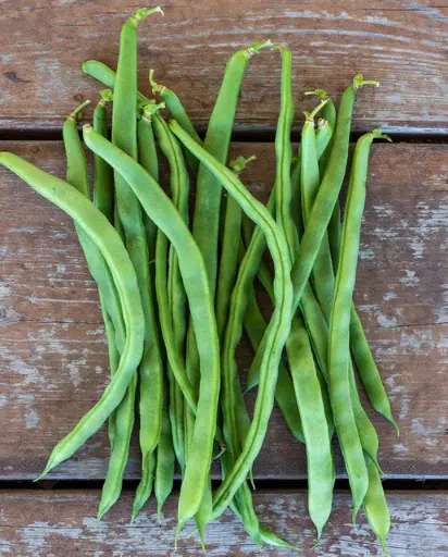 [BN209A] WCS Bean (Pole) - Lazy Housewife