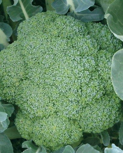 [BR181A] WCS Broccoli - Green Magic F1
