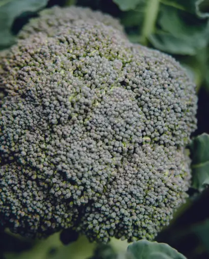 [BR191A] WCS Broccoli - Belstar Certified Organic