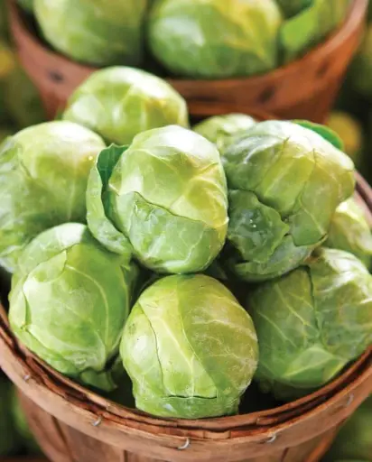 [BS212A] WCS Brussel Sprouts - Gustus F1