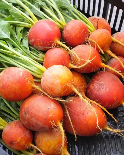 [BT170A] WCS Beets - Golden Boy