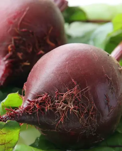 [BT173A] WCS Beets - Red Ace F1 Organic Certified
