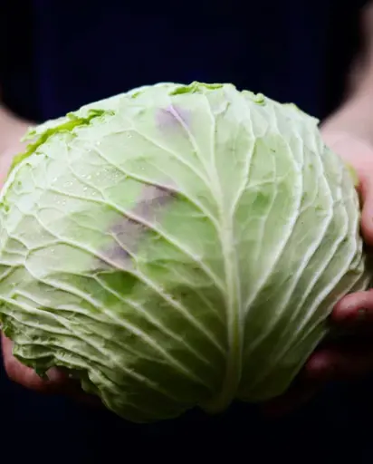 [CB225A] WCS Cabbage - Consul F1 (25 Seeds)