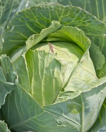 [CB237A] WCS Cabbage - Copenhagen Market