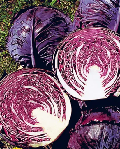 [CB241A] WCS Cabbage - Ruby Perfection F1 (Red)