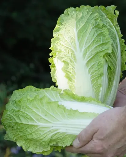 [CB271A] WCS Cabbage - China Express F1 (Sui Choi)