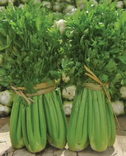 [CL347A] WCS Celery - Tango (Coated) Certified Organic (200 Seeds)