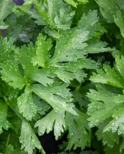 [CL450A] WCS Celery - Amersterdam Cutting Leaf Celery