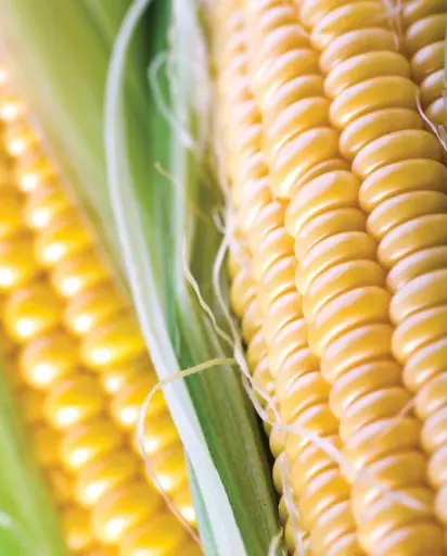 [CN370B] WCS Corn - Jubilee Super Sweet