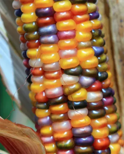 [CN396A] WCS Corn - Glass Gem Certified Organic