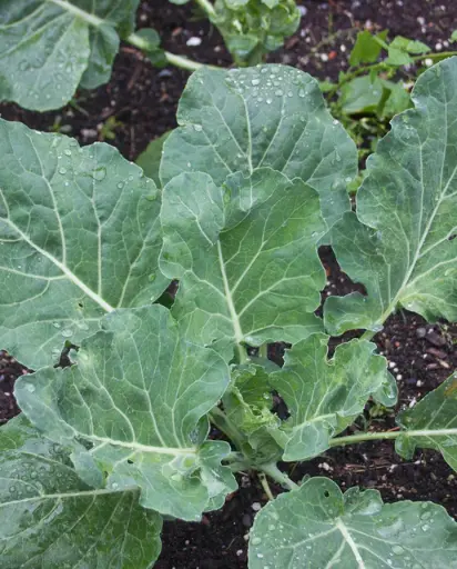 [CO353A] WCS Collards - Champion