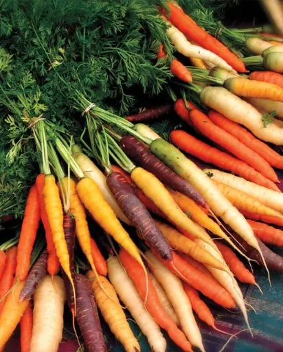 [CR279A] WCS Carrots - Rainbow Blend
