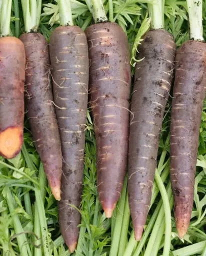 [CR281A] WCS Carrots - Purple Haze F1