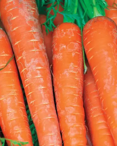 [CR284A] WCS Carrots - Bolero F1 (Pelleted)