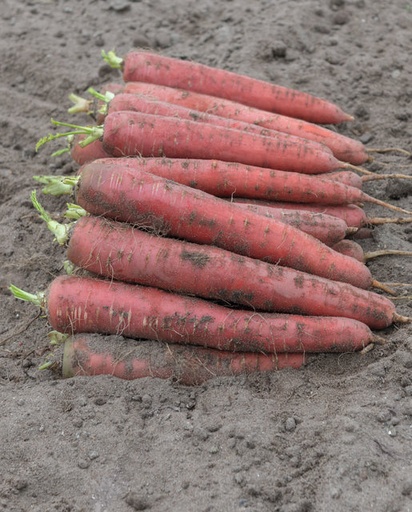 [CR285A] WCS Carrots - Red Sun F1
