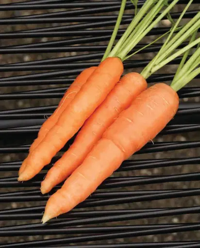 [CR298T] WCS Carrots - Scarlet Nantes Seed Tape