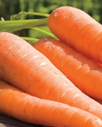 [CR300A] WCS Carrots - Ya Ya F1 (Coated) Certified Organic