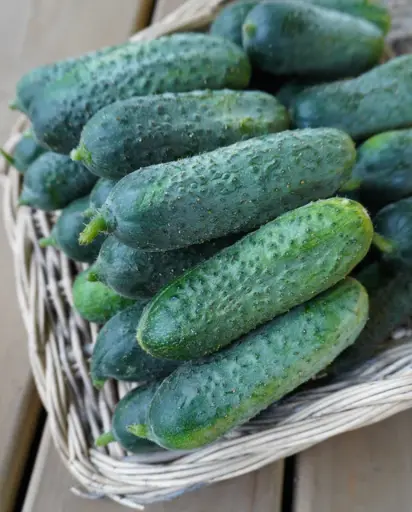 [CU385A] WCS Cucumbers - Anya
