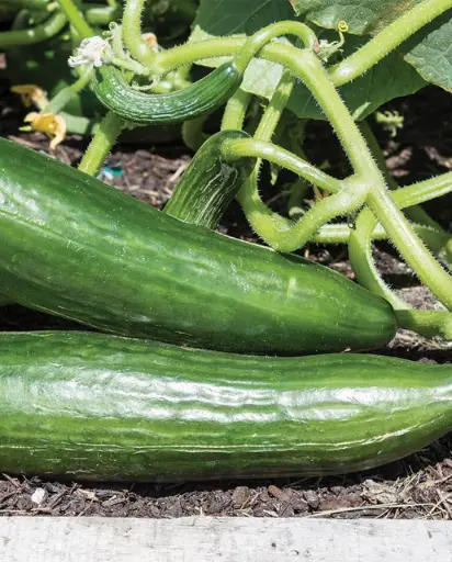 [CU416A] WCS Cucumbers - Ishtar 