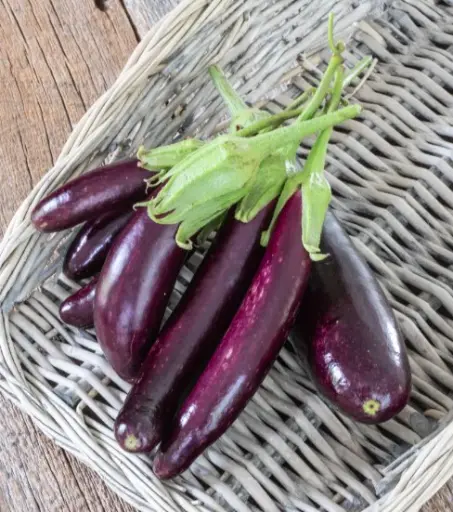 [EG430A] WCS Eggplants - Little Finger Certified Organic