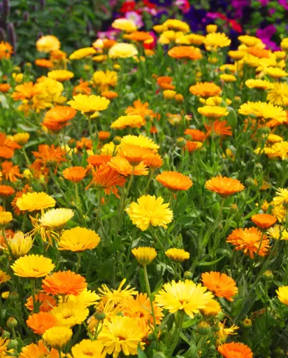 [FL1210A] WCS Flower - Calendula Pacific Beauty