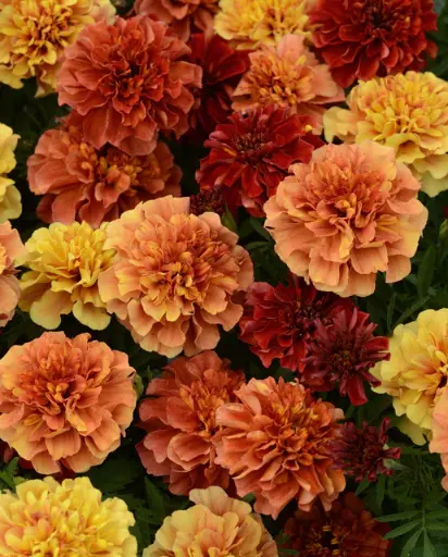 [FL2060A] WCS Flowers - Strawberry Blonde Marigolds