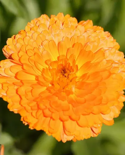 [FL2258A] WCS Flowers - Calendula Indian Prince